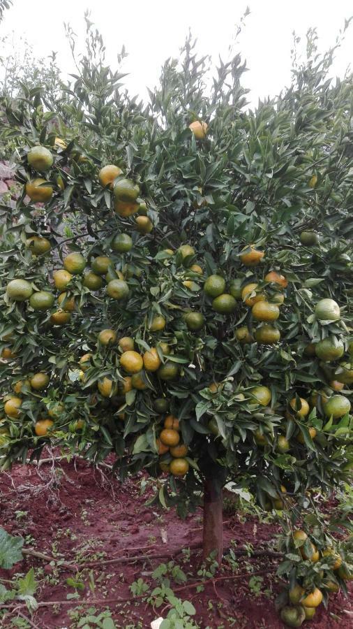 Vivenda Da Natureza Santa Cruz  Ngoại thất bức ảnh
