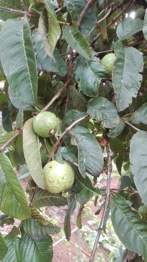 Vivenda Da Natureza Santa Cruz  Ngoại thất bức ảnh